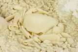 Fossil Crab (Potamon) Preserved in Travertine - Turkey #350887-4